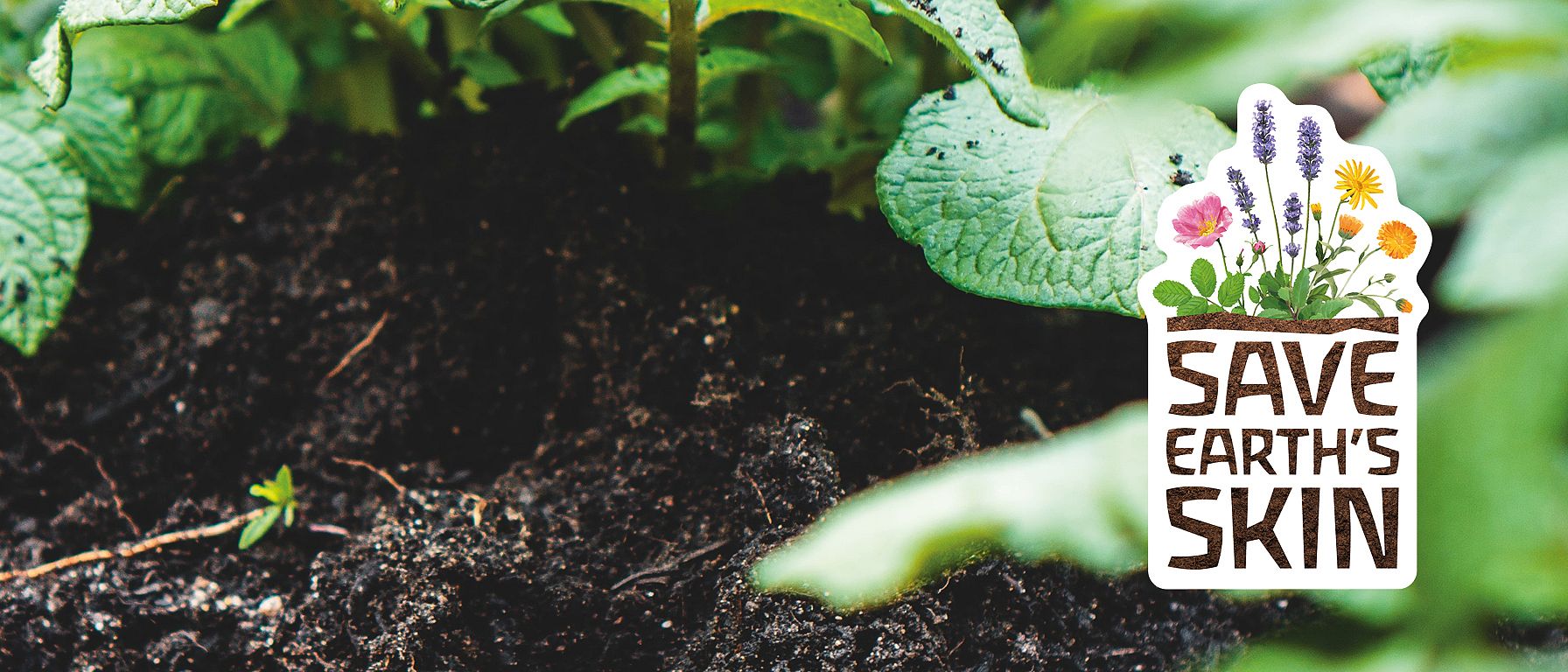 Dark healthy soil with green leaves