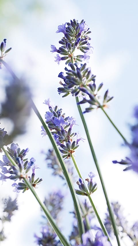 lavender