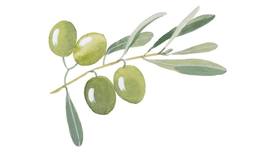 Olea Europaea (Olive) Leaf Extract