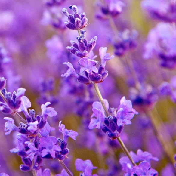 purple flowers
